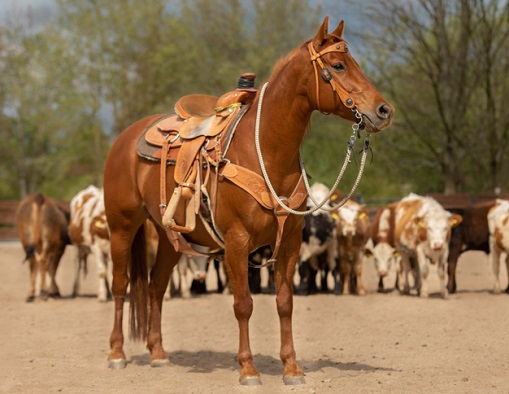 Chestnut Quarter horse with tack on