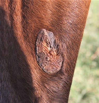 Chestnut on a horse's leg