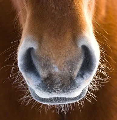 15 Horse Anatomy Facts for Kids and Adults