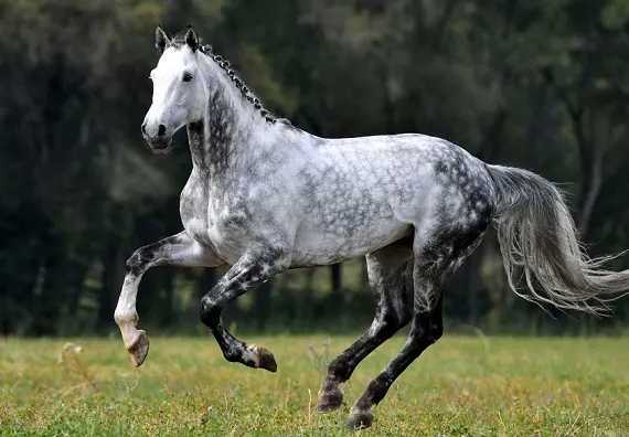 Dapple grey warmblood Sport Horse