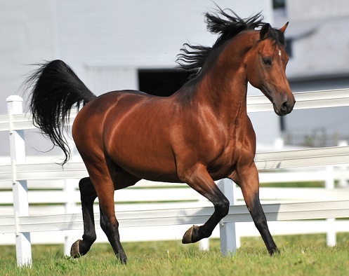 Dark bay Morgan horse breed trotting in a field