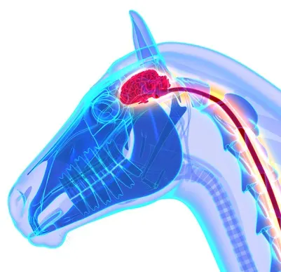 Digital image of a horse's head anatomy