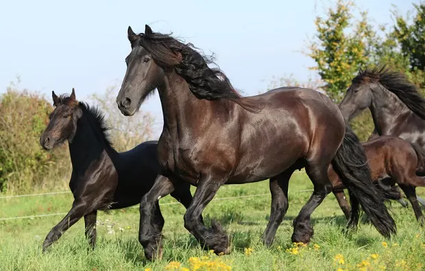 Friesian horses and foal