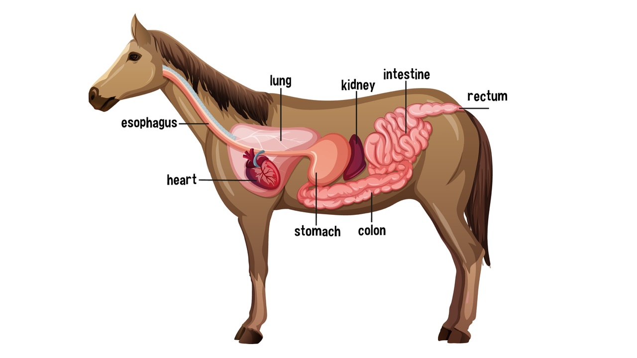 15 Horse Anatomy Facts for Kids and Adults