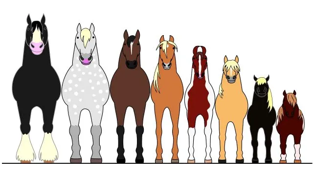 Common Horse Breeds Height Weight Chart common-horse-breeds-height-weight-chart