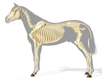 15 Horse Anatomy Facts For Kids And Adults