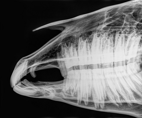 Horse's mouth in an X-ray