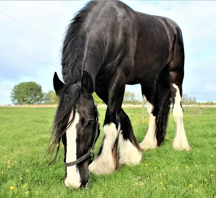 Low angle photo of a Black Shire horse grazing on grass