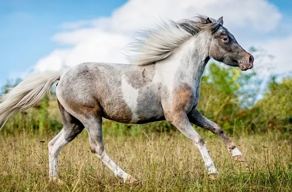 Pretty little American Miniature horse