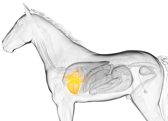 Transparent image of a horse with the heart highlighted