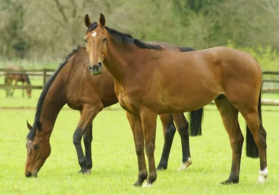 Two Thoroughbred horses grazing