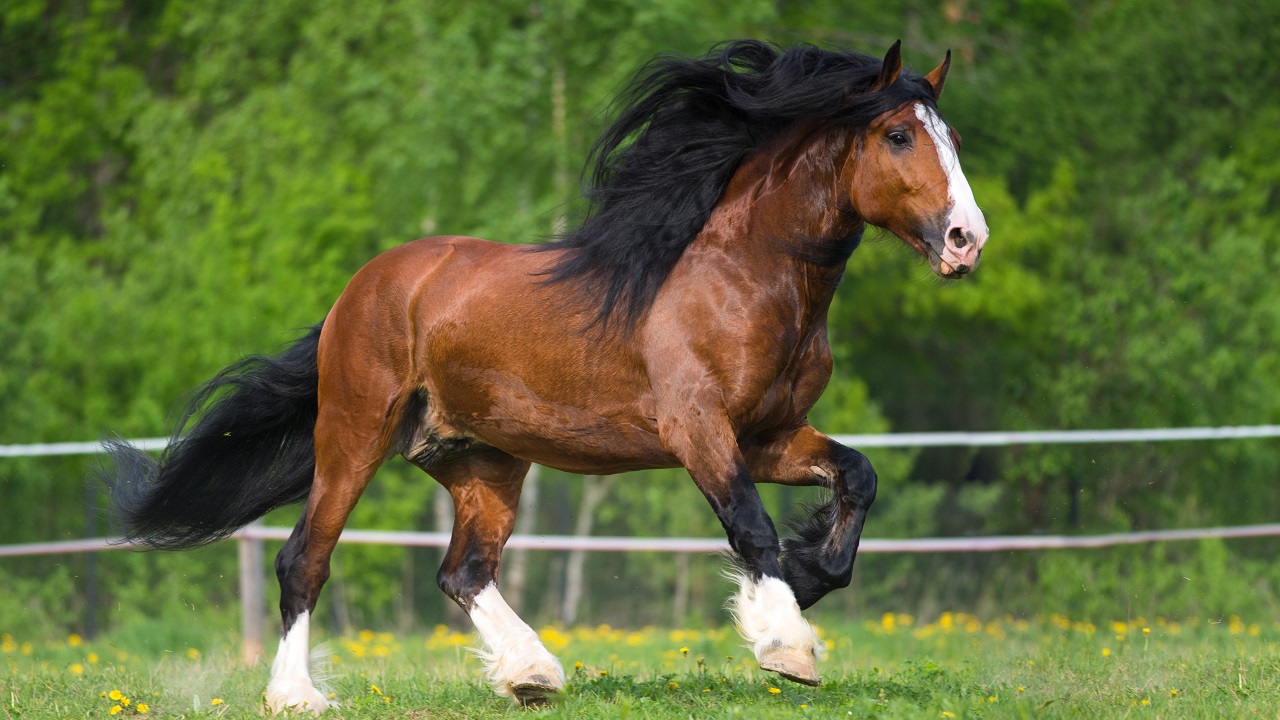 What are the different types of horses? Warmblood, coldblood, hotblood, pony, and miniature horse