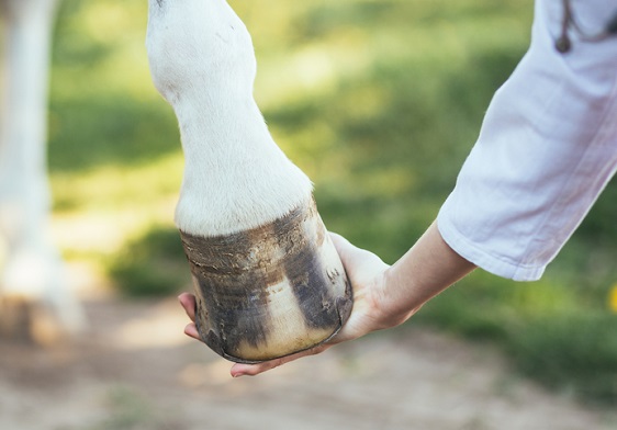 Vetinarian holding a horse's hoofVetinarian holding a horse's hoof