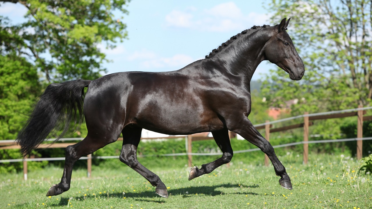 What is a Warmblood Horse? Warmblood Horse Breeds & FAQs