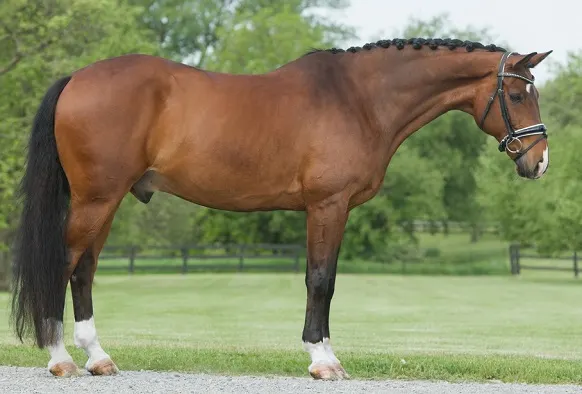 bay Hanoverian warmblood brown horse with black mane and tail