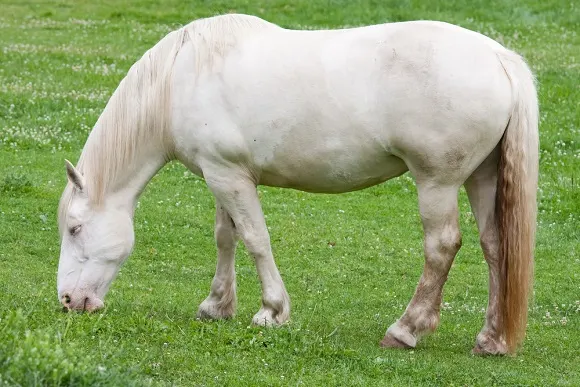 American Cream Draft horse grazing in the field