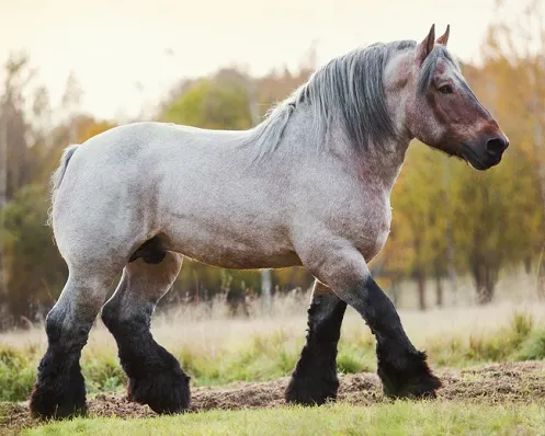 Beautiful Belgian Draft horse walking through a field in summer at sunset