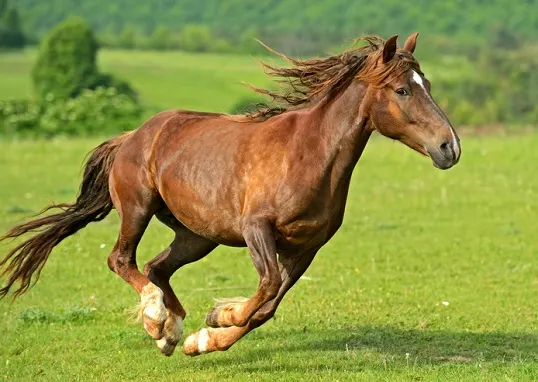 Beautiful bay horse cantering