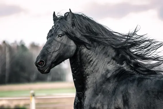 Beautiful black horse with a wind swept mane