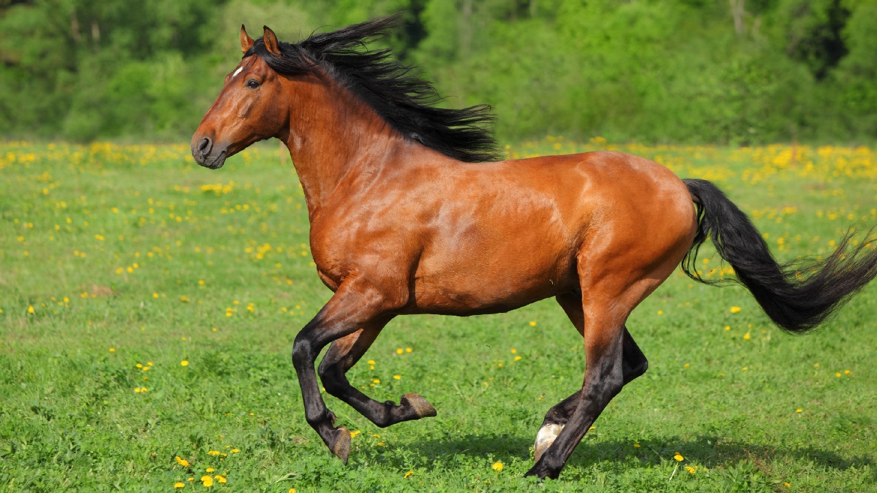 Beautiful horse running in a grassy field