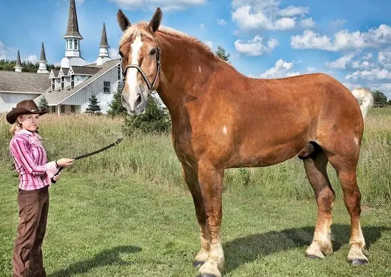 Small woman holding Big Jake, one of the biggest horses ever, with a rope in a field