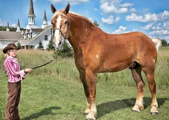 10 Biggest Horse Breeds & Tallest Horses in the World