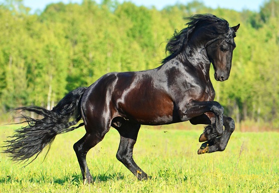 Black Friesian horse cantering through a field