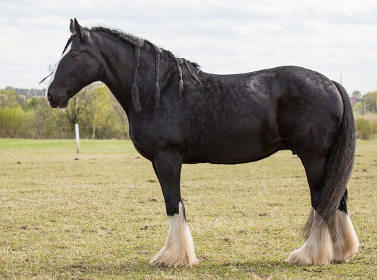 Black Shire horse with white feathered feet and braided mane standing in an English field