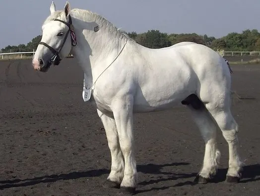 Boulonnais horse in a large ménage with a bridle on