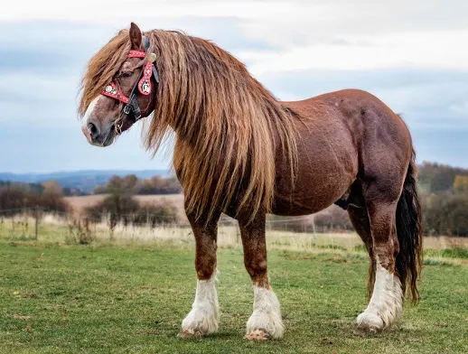 Brown Percheron stallion with a beautiful mane and harness on in an autumn field