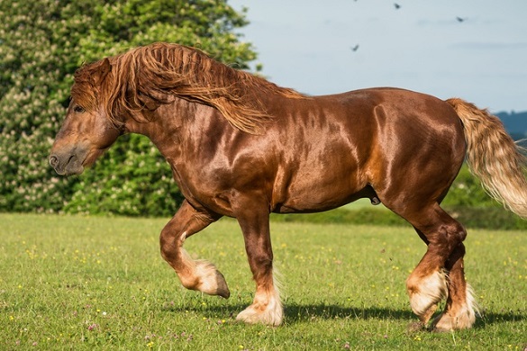 Chestnut Suffolk Punch horse trotting in an English countryside field