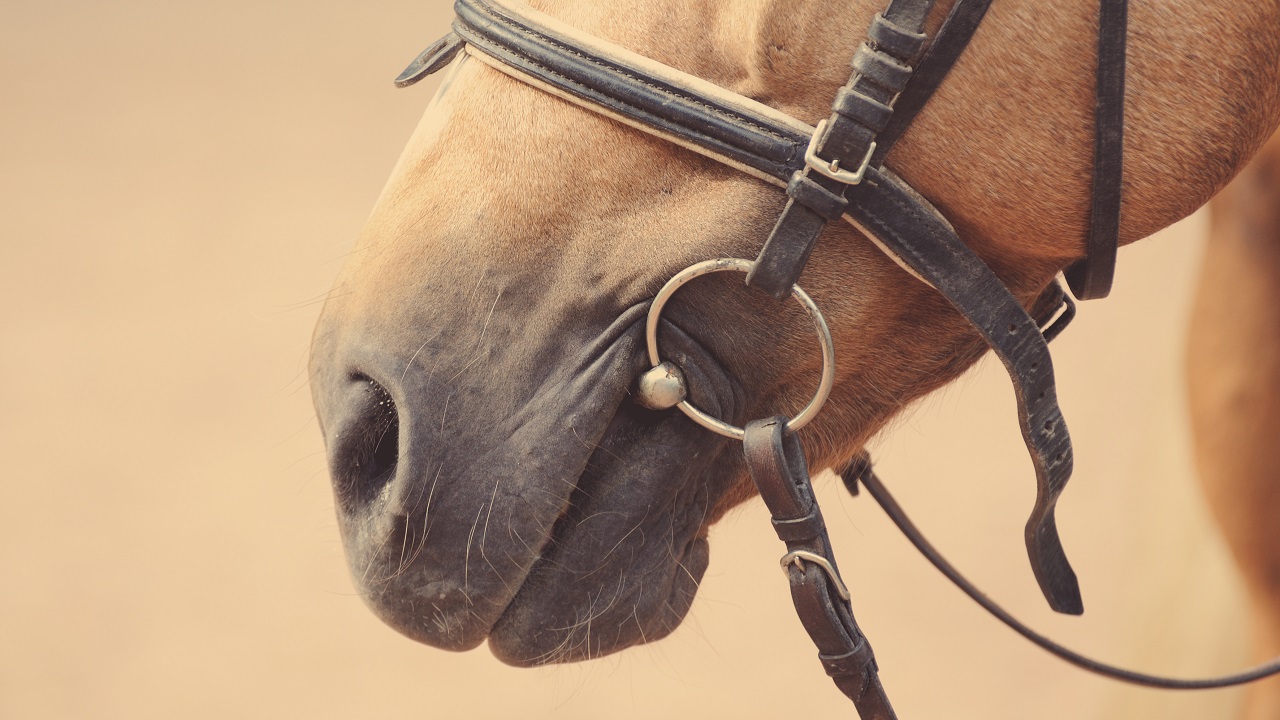 Close up of a horse with bit in it's mouth and bridle on