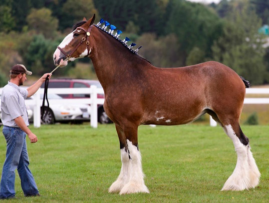 Clydesdale horse in a horse show paddock being held by a man