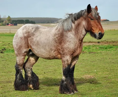 Dutch Draft horse standing in a countryside horse paddock in Sint Philipsland in the province of Zealand, the Netherlands