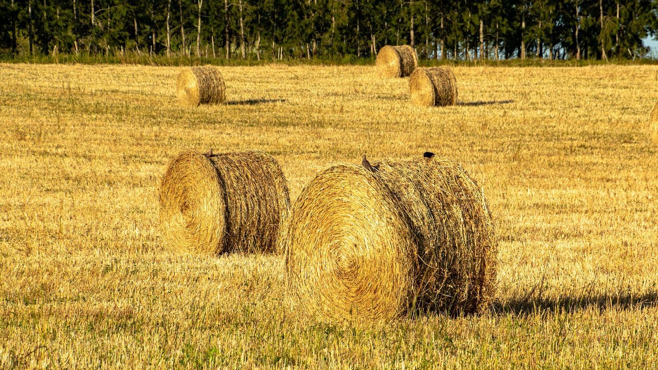 Is Alfalfa Hay Good for Horses? Benefits and What to Avoid