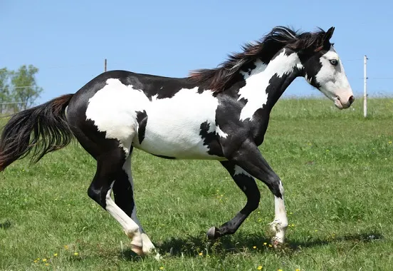Frame Overo Paint horse cantering in a field