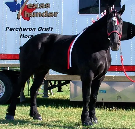 Goliath, a black Percheron gelding standing next to a horse trailer at a horse show