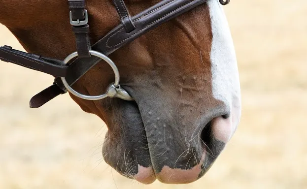 Horse wearing a bridle and close up of the mouth