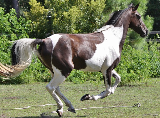 Horse with a Tobiano coat pattern running in a field
