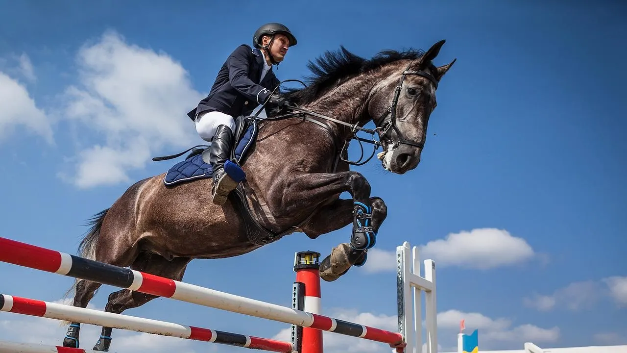 How High Can a Horse Jump? Equine Jumping Records