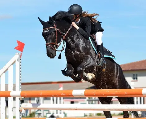Horse with a rider jumping over a show jumping fence