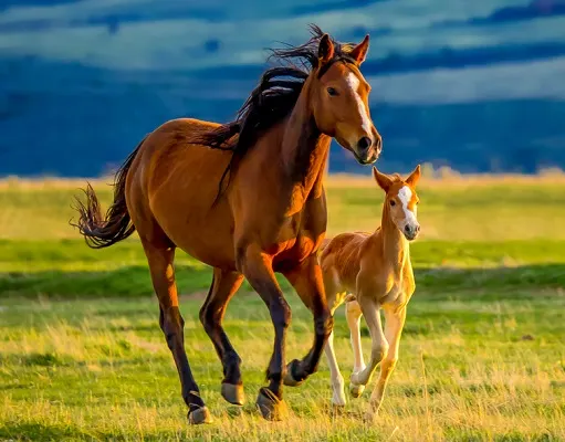 Mare and her foal running in an open field