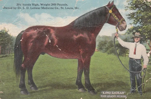 Man holding Dr. LeGear, one of the biggest horses in history