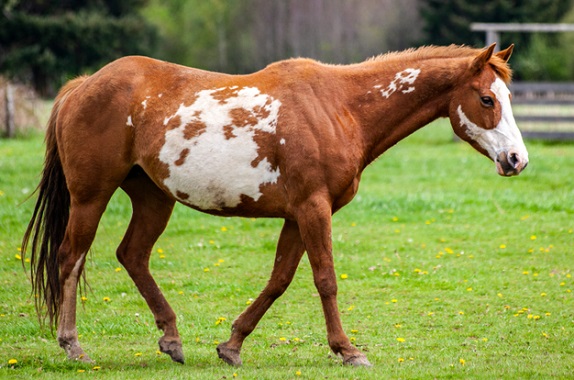 草原を歩くオーロロ色のペイント馬