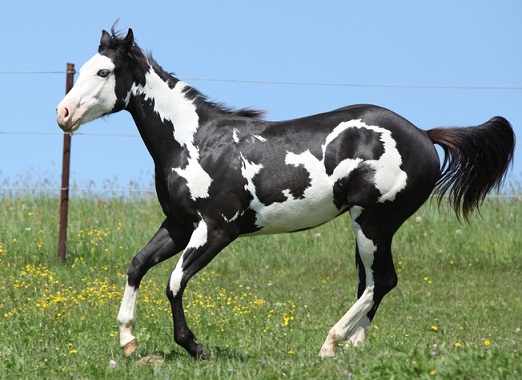 Paint horse with Calico coat color pattern