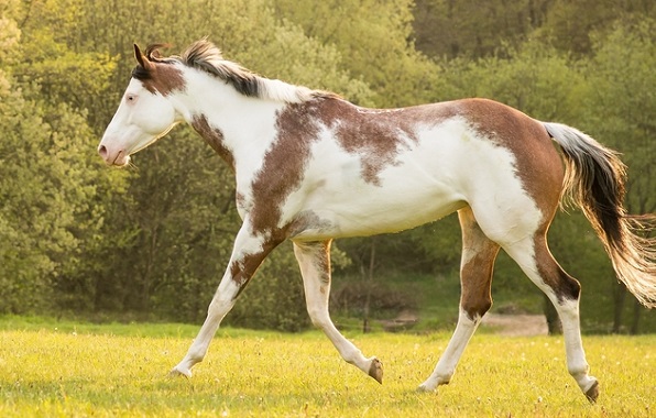 Paint horse with a Sabino coat type