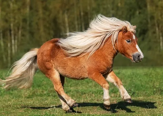 Small palomino pony running in a field