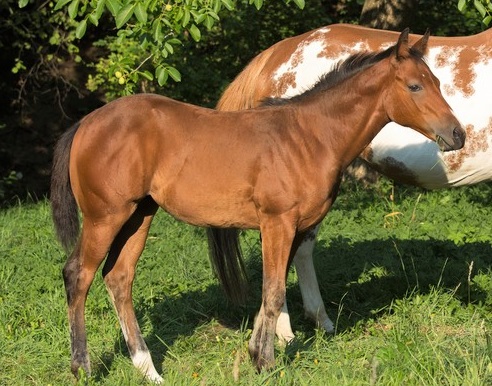 Solid Paint Horse foal next to it's mother