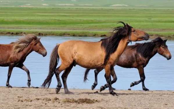 Three Mongolian horses trotting in the wilderness