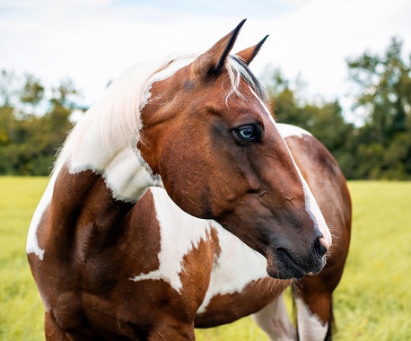 トベロ色塗り 馬型
